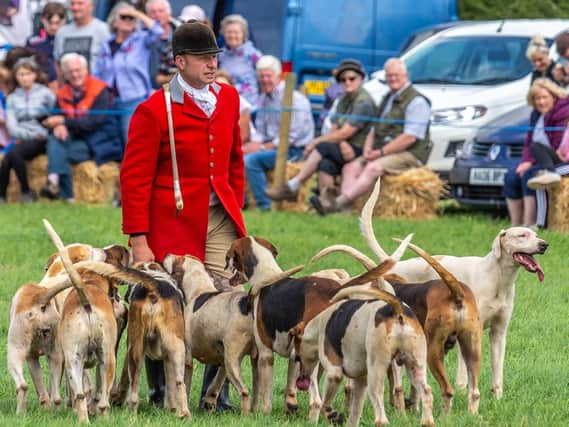 Foxhounds on display at Danby Show.