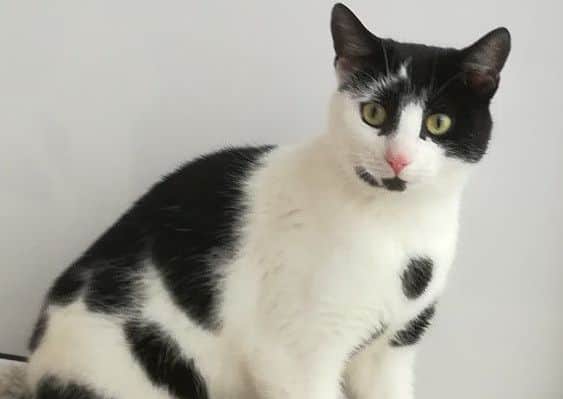 Chloe the cat