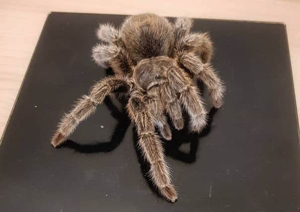 Tallulah the tarantula has spent her entire life at Flamingo Land.