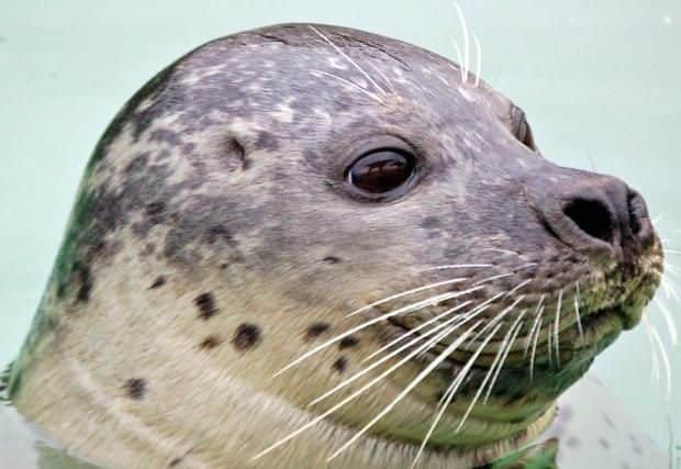 Bruno the Harbour seal