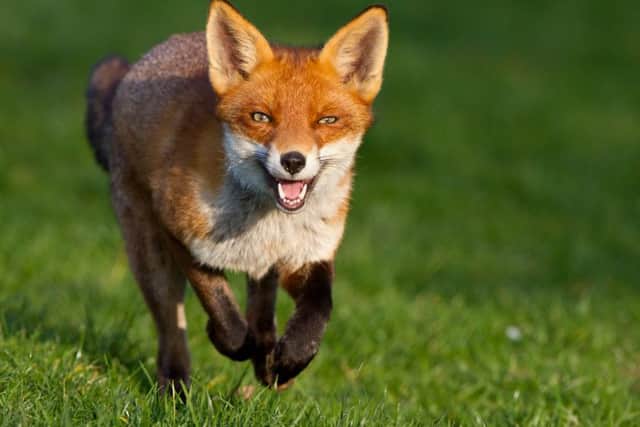 Even a fox has no privacy!