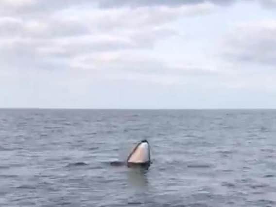 The minke whale was seen off the coast of Staithes