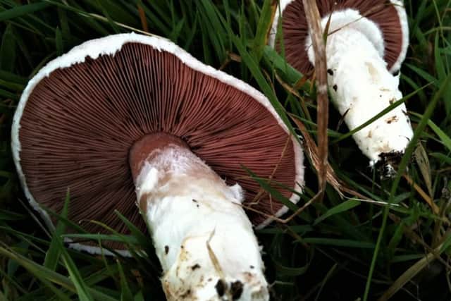 Field mushrooms