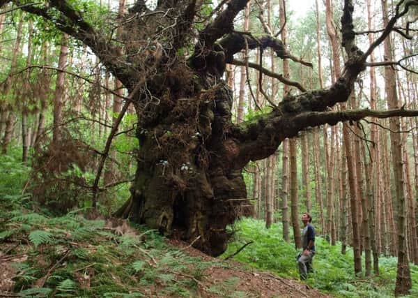 The North York Moors National Park Authority is hoping to build a collection of native seeds from veteran trees.