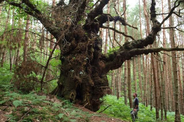 The North York Moors National Park Authority is hoping to build a collection of native seeds from veteran trees.