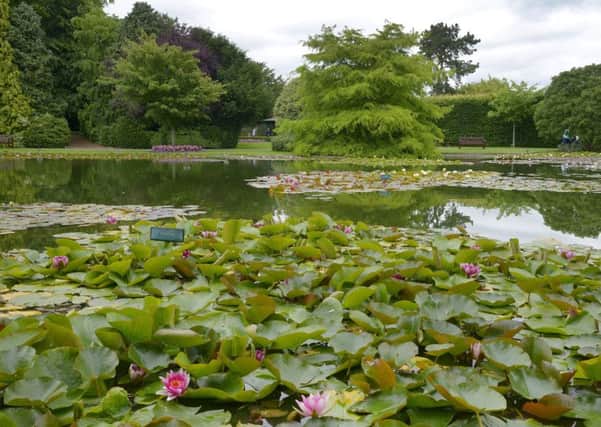 Water lillies at Burnby Hall and Gardens, Pocklington.