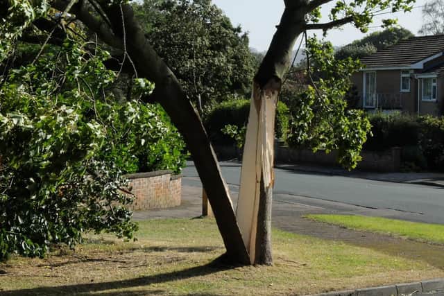 A tree on the corner of Lancaster Way and Fieldclose Road, Scalby, split in two by Wednesday's strong winds