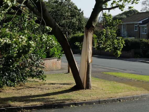 A tree on the corner of Lancaster Way and Fieldclose Road, Scalby, split in two by Wednesday's strong winds