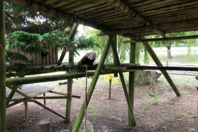 The new red panda cub makes his first appearance at Flamingo Land.