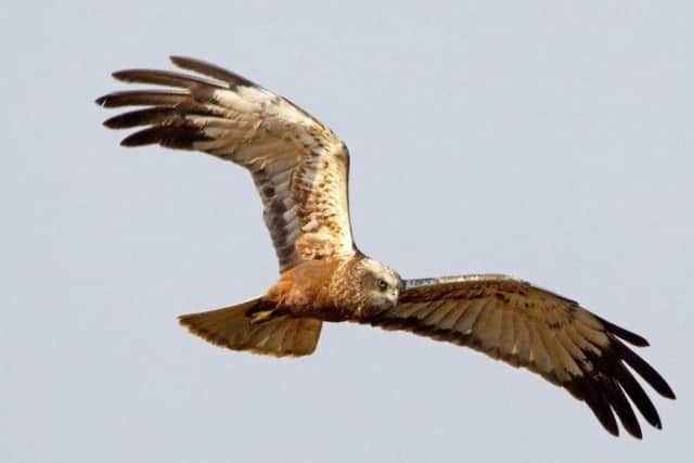 Photograph of a marsh harrier. Picture: David Newby