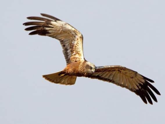 Photograph of a marsh harrier. Picture: David Newby