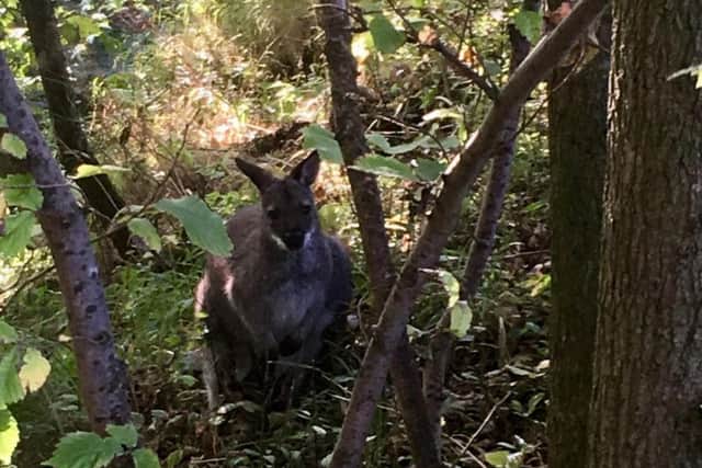 The last sighting of Houdini by the Filey Bird Garden and Animal Park on September 13