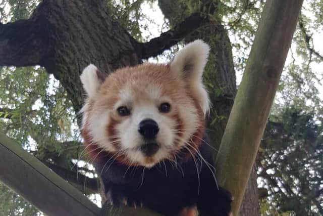 The baby red panda starting to explore his surroundings
