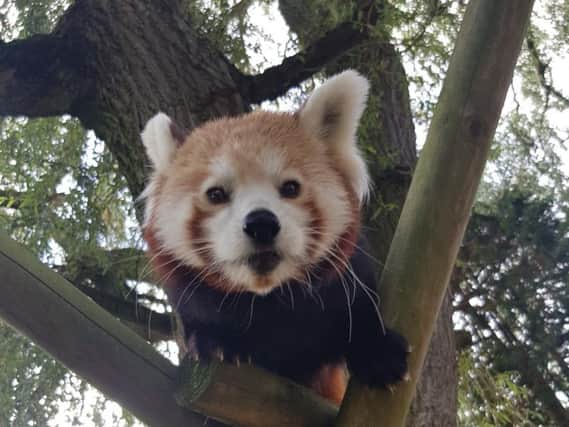 The baby red panda starting to explore his surroundings