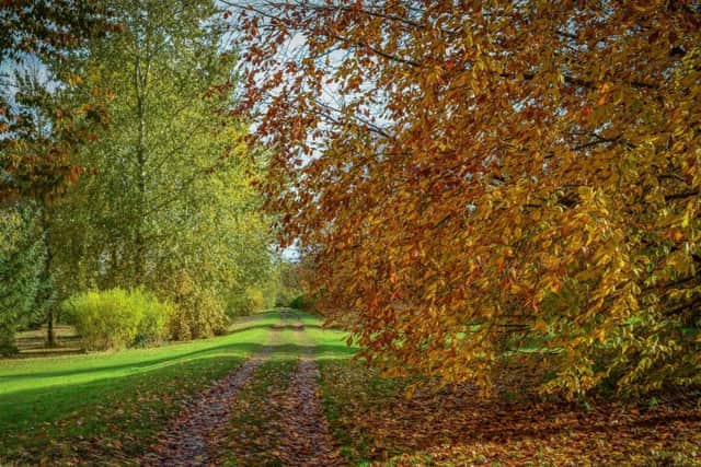 The 120 acre garden of trees is already showing shades of red, gold and yellow and will intensify over the next few weeks.