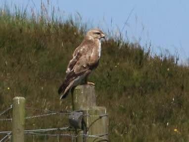 A buzzard