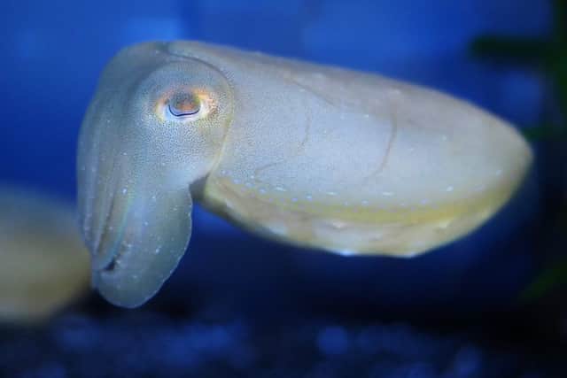Giant Cuttlefish.