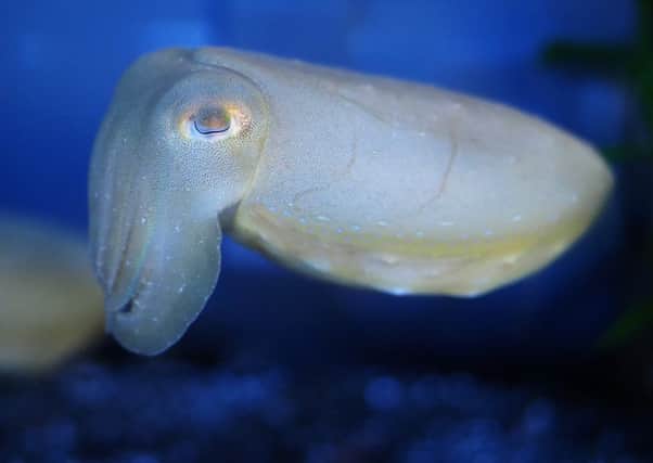 Giant Cuttlefish.
