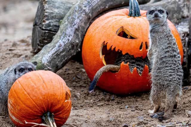 Meerkats looking forward to Halloween at Flamingo Land.
Picture: Charlotte Graham