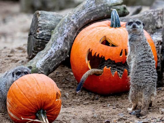Meerkats looking forward to Halloween at Flamingo Land. 
Picture: Charlotte Graham
