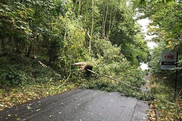 A tree has fallen on Weaponness Drive