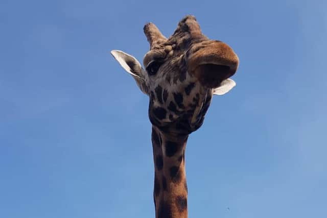 George the giraffe