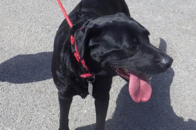 Zoe is looking for a new home