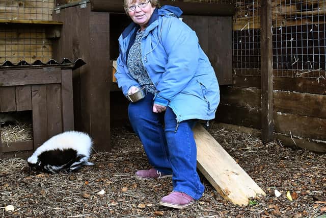 Owner Fran Holah with one of the skunks. Picture by Richard Ponter 1845106d