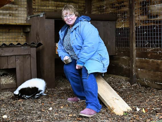 Owner Fran Holah with one of the skunks. Picture by Richard Ponter 1845106d