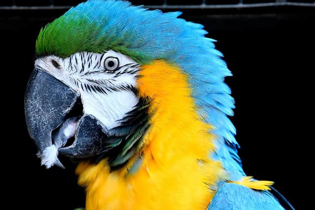 One of the Macaws at the farm. Picture by Richard Ponter 1845106c