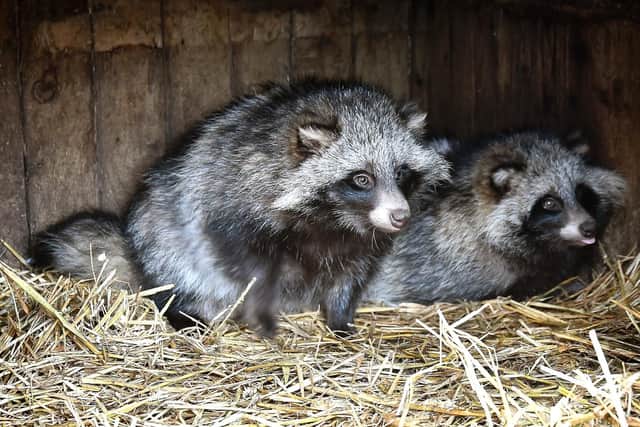 The Raccoon Dogs opt for cosy shelter. Picture by Richard Ponter 1845106b