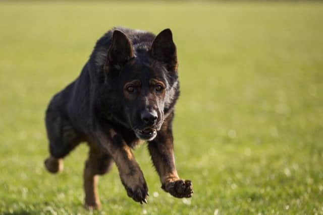 PD Patto. Image by North Yorkshire Police