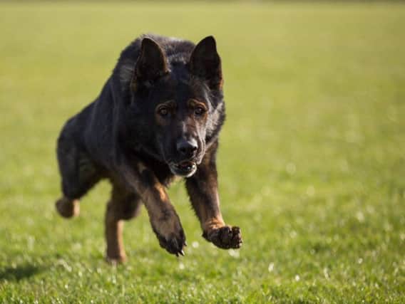 PD Patto. Image by North Yorkshire Police
