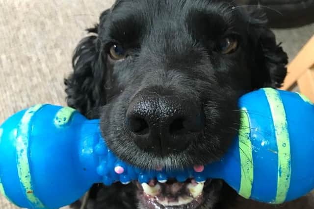 PD Billy. Image by North Yorkshire Police