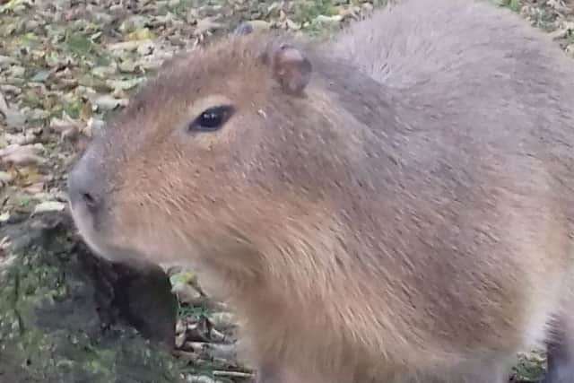Poppy the capybara celebrated her first birthday at Flamingo Land Resort.