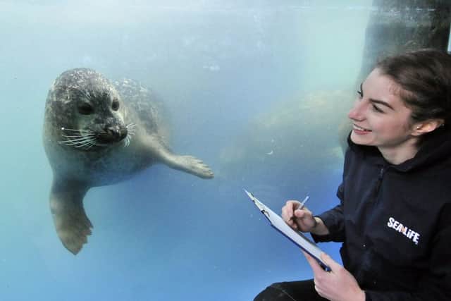 The Sealife Centre in Scarborough, take stock of their creatures. Aquarist Rose German meets one of the Common Harbour Seals. pic Richard Ponter 170116a