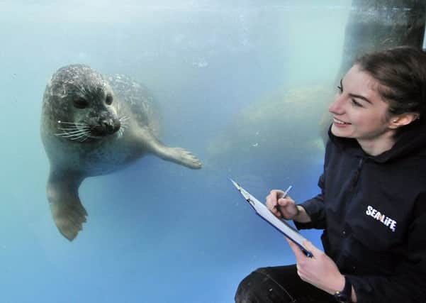 The Sealife Centre in Scarborough, take stock of their creatures. Aquarist Rose German meets one of the Common Harbour Seals. pic Richard Ponter 170116a