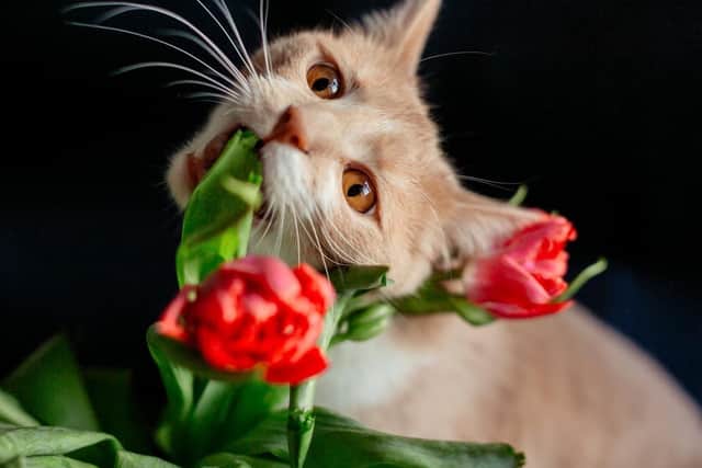 Nine ways to keep cats off your garden