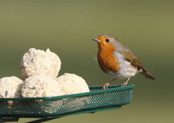 RSPB bird care product. Fruity suet balls on mesh tray European Robin Erithacus rubecula