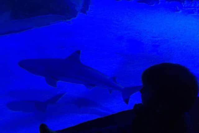 Don't get too close....a shark at SEA LIFE London.
