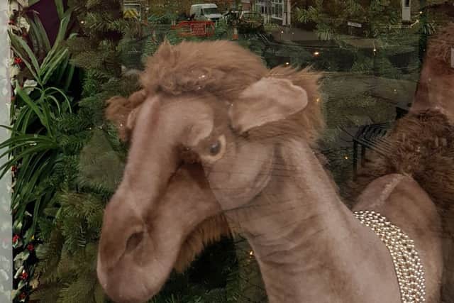 Camel in Scarborough streets? Or simply an odd reflection?