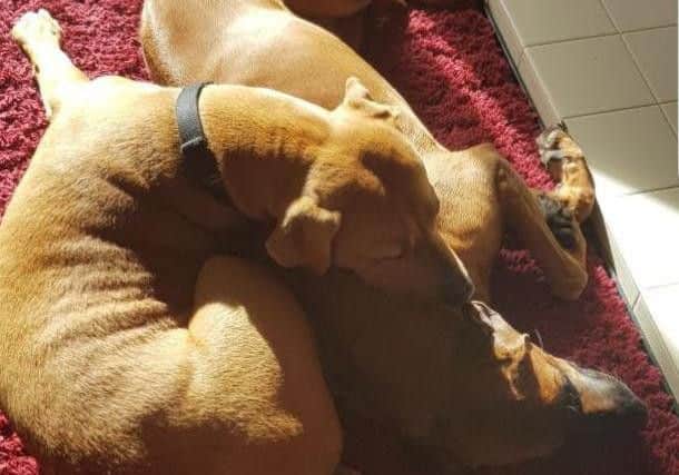 The two dogs, Hector and Chika