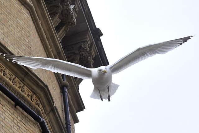 A Scarborough councillors has spoken of the moment he was attacked by a seagull.