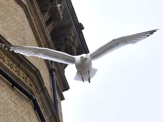 A Scarborough councillors has spoken of the moment he was attacked by a seagull.