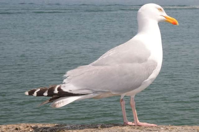 Seagulls have 'mugged' 125 people in Scarborough since 2016.
