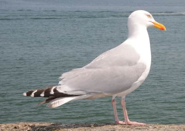 Seagulls have 'mugged' 125 people in Scarborough since 2016.