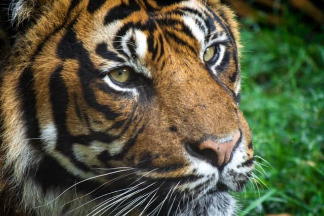 Find out about Flamingo Land's tigers