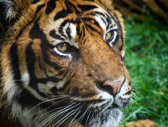 Find out about Flamingo Land's tigers