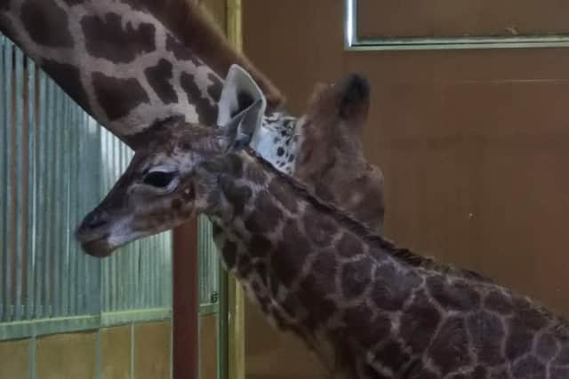 The new giraffe calf which was born at Flamingo Land earlier this month.
