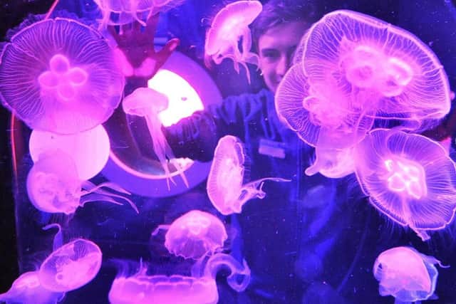Sealife audit at Scarborough Sealife Centre . Jelly fish providing some vivid colour for visitors . pic Richard Ponter 180108g